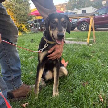 Labrador Retriever and Siberian Husky Dogs Available for Adoption in South Elgin, Illinois - Sadie - Home To Home | PetCurious