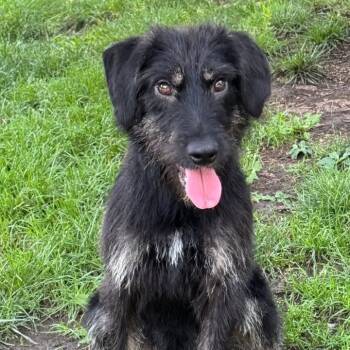 Rescue Mixed Breed Dogs for Adoption in Pekin, Illinois - Sir Walker Scott | PetCurious
