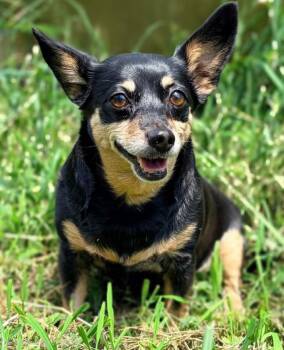 Millie -  Chihuahua and Dachshund Dog for Adoption in Hazelwood, Missouri - Millie | PetCurious