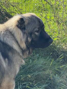 Rescue Caucasian Sheepdog Caucasian Ovtcharka Dogs for Adoption in Lisle, Ontario - Orion | PetCurious