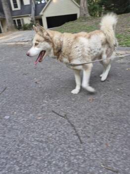 Pen 125 -  Siberian Husky Dog for Adoption in Lawrenceville, Georgia - Pen 125 | PetCurious