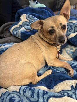 Mindy -  Chihuahua Dog for Adoption - Mindy | PetCurious