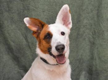 Greta -  Shepherd and Australian Cattle Dog Blue Heeler Dog for Adoption in Portland, Oregon - Greta | PetCurious