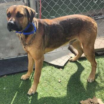 Black Mouth Cur and Mixed Breed Dogs Available for Adoption in Houston, Texas -  Houston | PetCurious