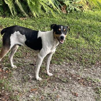 Rat Terrier Dogs Available for Adoption in Loxahatchee Groves, Florida - Douglas 5593 | PetCurious