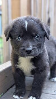 Gouda -  Great Pyrenees Dog for Adoption in Brooklyn Center, Minnesota - Gouda | PetCurious