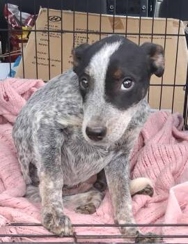 Meg -  Australian Cattle Dog Blue Heeler Dog for Adoption in Mcconnelsville, Ohio - Meg | PetCurious