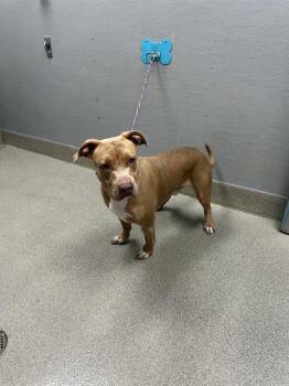 FINNEGAN -  Pit Bull Terrier Dog for Adoption in Las Vegas, Nevada - FINNEGAN | PetCurious