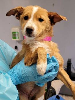 Rescue Mixed Breed Dogs for Adoption in Chillicothe, Ohio - Bumpkin | PetCurious