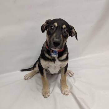 Labrador Retriever and Mixed Breed Dogs Available for Adoption in Parker, Colorado - 615 (2026) Bobby | PetCurious