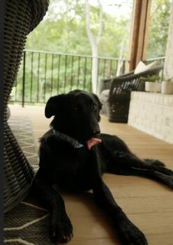 Brody (Calm, loyal boy seeks best friend) -  Black Labrador Retriever Dog for Adoption in Conway, South Carolina - Brody (Calm, Loyal Boy Seeks Best Friend) | PetCurious