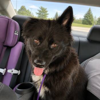 Albert -  Siberian Husky and Border Collie Dog for Adoption in Wichita, Kansas - Albert | PetCurious