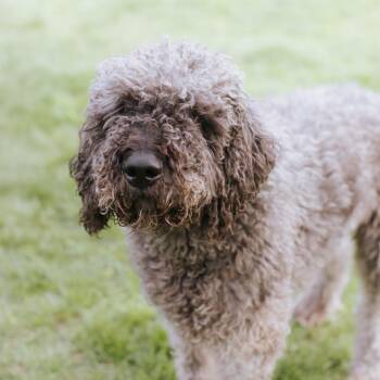 Biggie -  Standard Poodle Dog for Adoption in Northbrook, Illinois - Biggie | PetCurious
