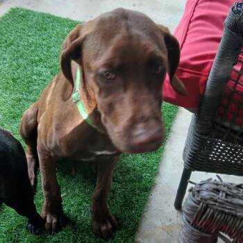 Rhodesian Ridgeback Dogs Available for Adoption in Wichita, Kansas - Roux | PetCurious