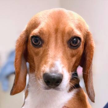 Flutter 9074 -  Beagle Dog for Adoption in Loxahatchee Groves, Florida - Flutter 9074 | PetCurious