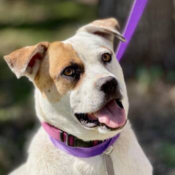 Jewel -  Boxer and Mixed Breed Dog for Adoption in Hondo, Texas - Jewel | PetCurious
