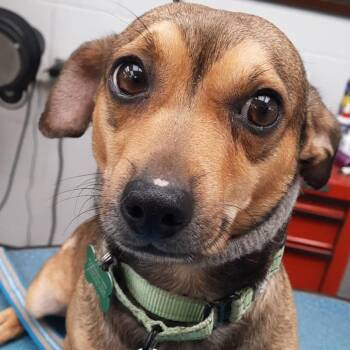 Gangstah -  Chihuahua and Mixed Breed Dog for Adoption in Olathe, Kansas - Gangstah | PetCurious