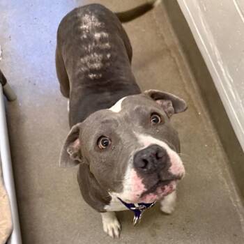 Pit Bull Terrier Dogs Available for Adoption in Los Angeles, California - Primrose | PetCurious