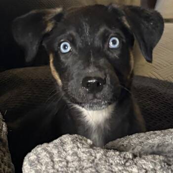 Shelby -  Shepherd Dog for Adoption in Gilbert, Arizona - Shelby | PetCurious