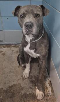 Staffordshire Bull Terrier and Mixed Breed Dogs Available for Adoption - A2057869 | PetCurious