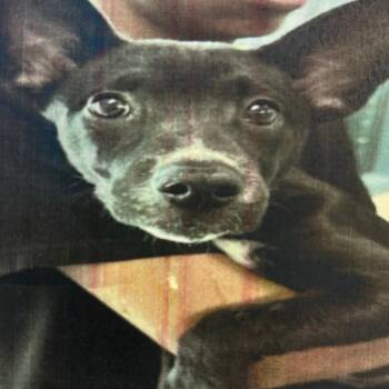 Australian Kelpie Dogs Available for Adoption - Pea | PetCurious