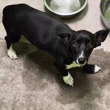 Rocky -  Chihuahua and Terrier Dog for Adoption in Spokane, Washington - Rocky | PetCurious