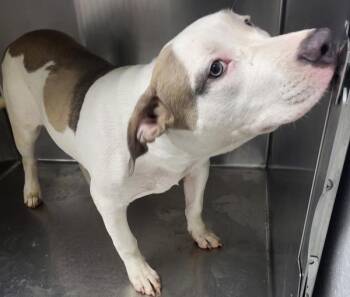 Ic2 -  Pit Bull Terrier Dog for Adoption in Lawrenceville, Georgia - Ic2 | PetCurious