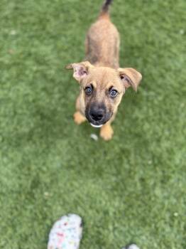 Mixed Breed and Beagle Dogs Available for Adoption - Lilo | PetCurious