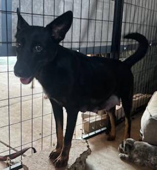 German Shepherd Dog and Akita Dogs Available for Adoption in Mcallen, Texas - Mama With 2 Girls And 7 Boys | PetCurious