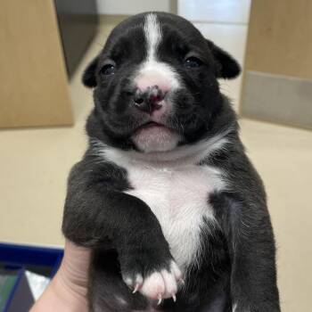 Pit Bull Terrier and Mixed Breed Dogs Available for Adoption in Austin, Texas - Lula | PetCurious