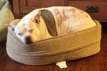 Dolly -  Pit Bull Terrier Dog for Adoption in Fairbanks, Alaska - Dolly | PetCurious