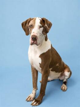 PENELOPE -  Great Dane Dog for Adoption in Westminster, Maryland - PENELOPE | PetCurious