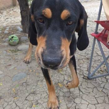 Maverick -  Black And Tan Coonhound and Mixed Breed Dog for Adoption in Grand Junction, Colorado - Maverick | PetCurious