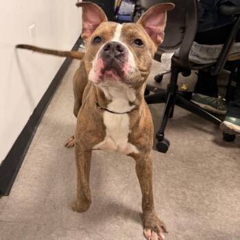 Dawn -  Mixed Breed Dog for Adoption in Philadelphia, Pennsylvania - Dawn | PetCurious