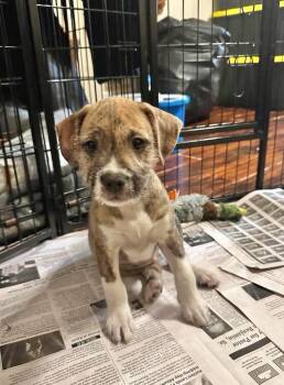 Otto -  Terrier Dog for Adoption in Manchester, Connecticut - Otto | PetCurious