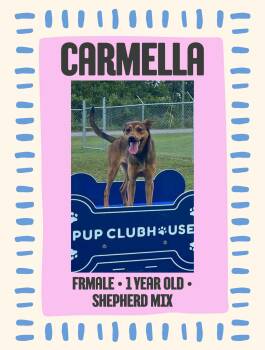 Carmella -  German Shepherd Dog Dog for Adoption in Fort Payne, Alabama - Carmella | PetCurious