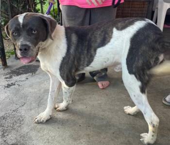 Quincy -  Mixed Breed Dog for Adoption in Cincinnati, Ohio - Quincy | PetCurious