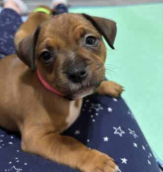 Terrier Dogs Available for Adoption in Lakeland, Florida - Flame - Rumor | PetCurious