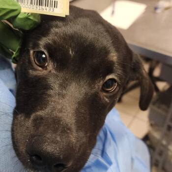 Hildy -  Mixed Breed Dog for Adoption in Charleston, West Virginia - Hildy | PetCurious