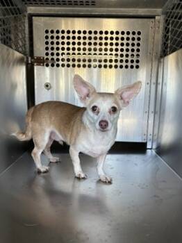 Rescue Chihuahua and Mixed Breed Dogs for Adoption in Fort Worth, Texas - Bandit | PetCurious
