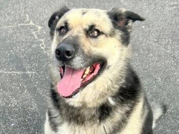 Deano -  Mixed Breed Dog for Adoption in Georgetown, Texas - Deano | PetCurious