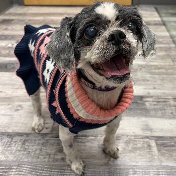 Shih Tzu Dogs Available for Adoption in St. Louis, Missouri - Princess | PetCurious