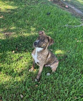 Watson -  Plott Hound Dog for Adoption in Friendswood, Texas - Watson | PetCurious
