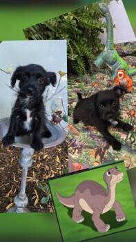 Littlefoot -  Yorkshire Terrier and Terrier Dog for Adoption in Oakdale, California - Littlefoot | PetCurious