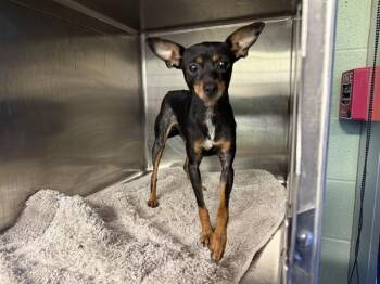 ELEKTRA -  Chihuahua and Mixed Breed Dog for Adoption in Grand Prairie, Texas - ELEKTRA | PetCurious