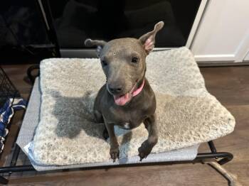Rescue Weimaraner and American Staffordshire Terrier Dogs for Adoption in Mt. Juliet, Tennessee - Delilah (Dresden#14) | PetCurious