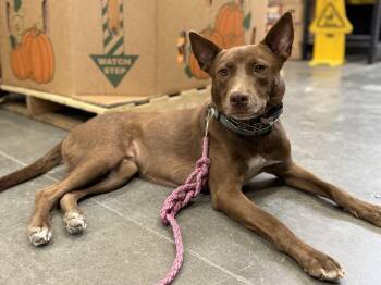 Rescue Pit Bull Terrier and Husky Dogs for Adoption in Lexington, Texas - Gertrude "Trudy" | PetCurious