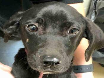 TOBY -  Labrador Retriever and Beagle Dog Available for Adoption in Columbia, South Carolina - TOBY | PetCurious