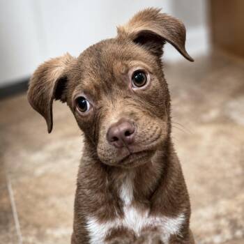 Australian Cattle Dog Blue Heeler and Terrier Dogs Available for Adoption in Helena, Alabama - Aisle Nine | PetCurious