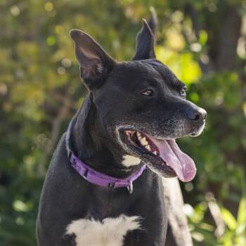 CHERRITO -  Pit Bull Terrier and Mixed Breed Dog for Adoption in Camarillo, California - CHERRITO | PetCurious